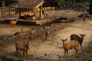 Agriculture and Livestock in the Indonesian Archipelago