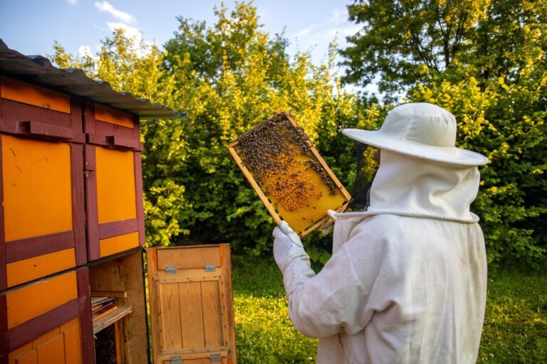 Exploring the Fascinating World of Beehives: Nature's Ingenious Architectural Marvel