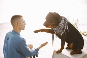 Essential Dog Commands: A Step-by-Step Guide for New Owners