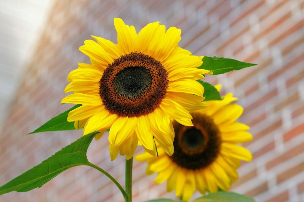 The Ultimate Guide to Choosing Flowers for Weddings and Special Events